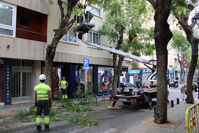  La calle Carlos Sentí se corta al tráfico a partir de mañana por trabajos de poda 