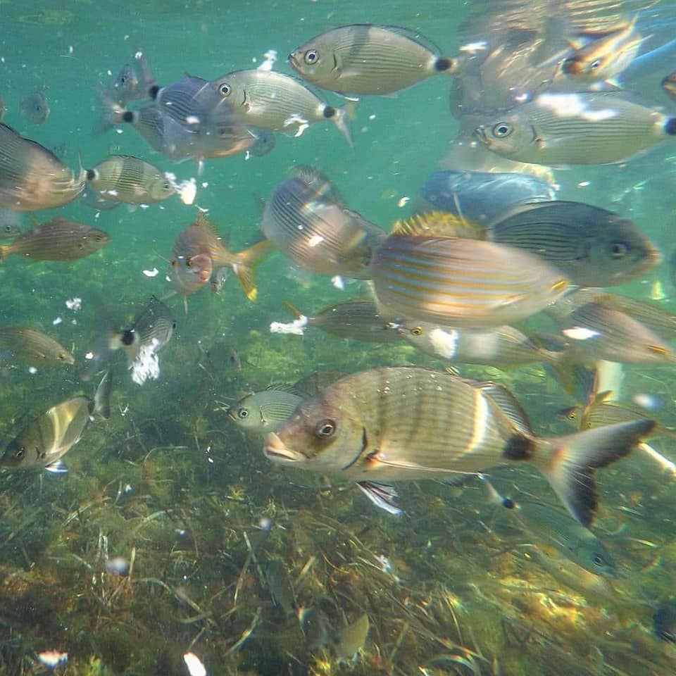 Dénia decide continuar en solitario el proyecto ‘Vive la posidonia’ tras la renuncia de una ...