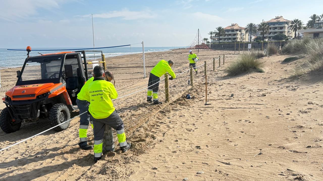 Dénia inicia la temporada de protección especial de la nidificación del chorlitejo con más d...